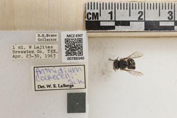 Media type: image;   Entomology 788340 Aspect: Labels